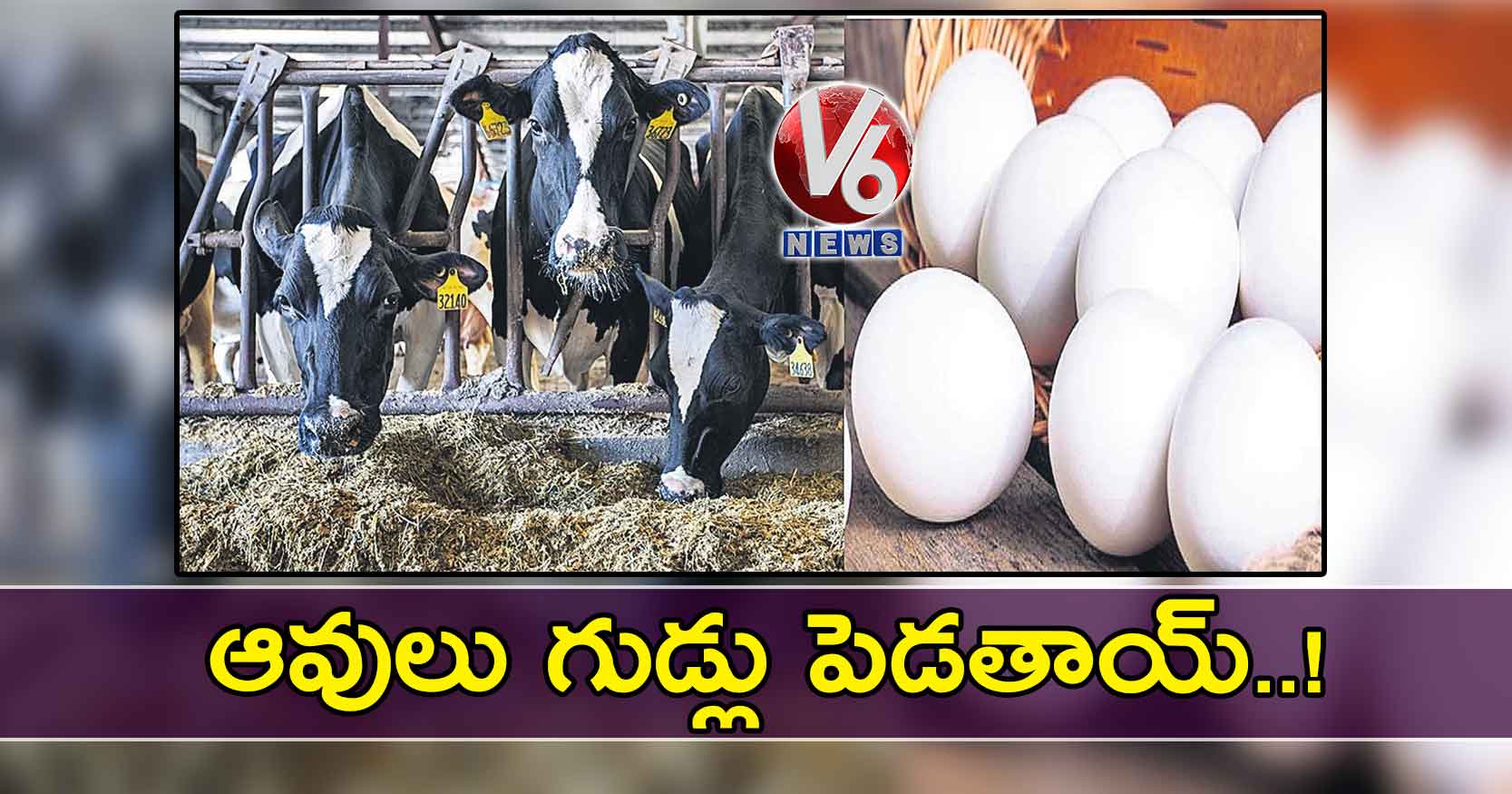 ఆవులు గుడ్లు పెడతాయ్..!