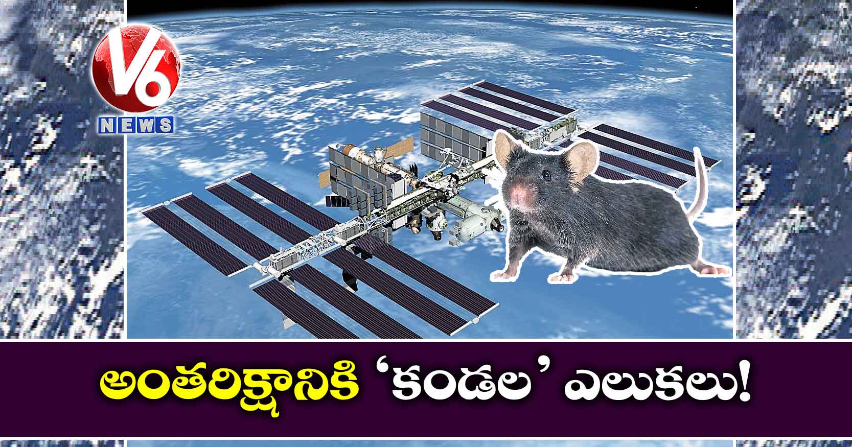 అంతరిక్షానికి ‘కండల’ ఎలుకలు!