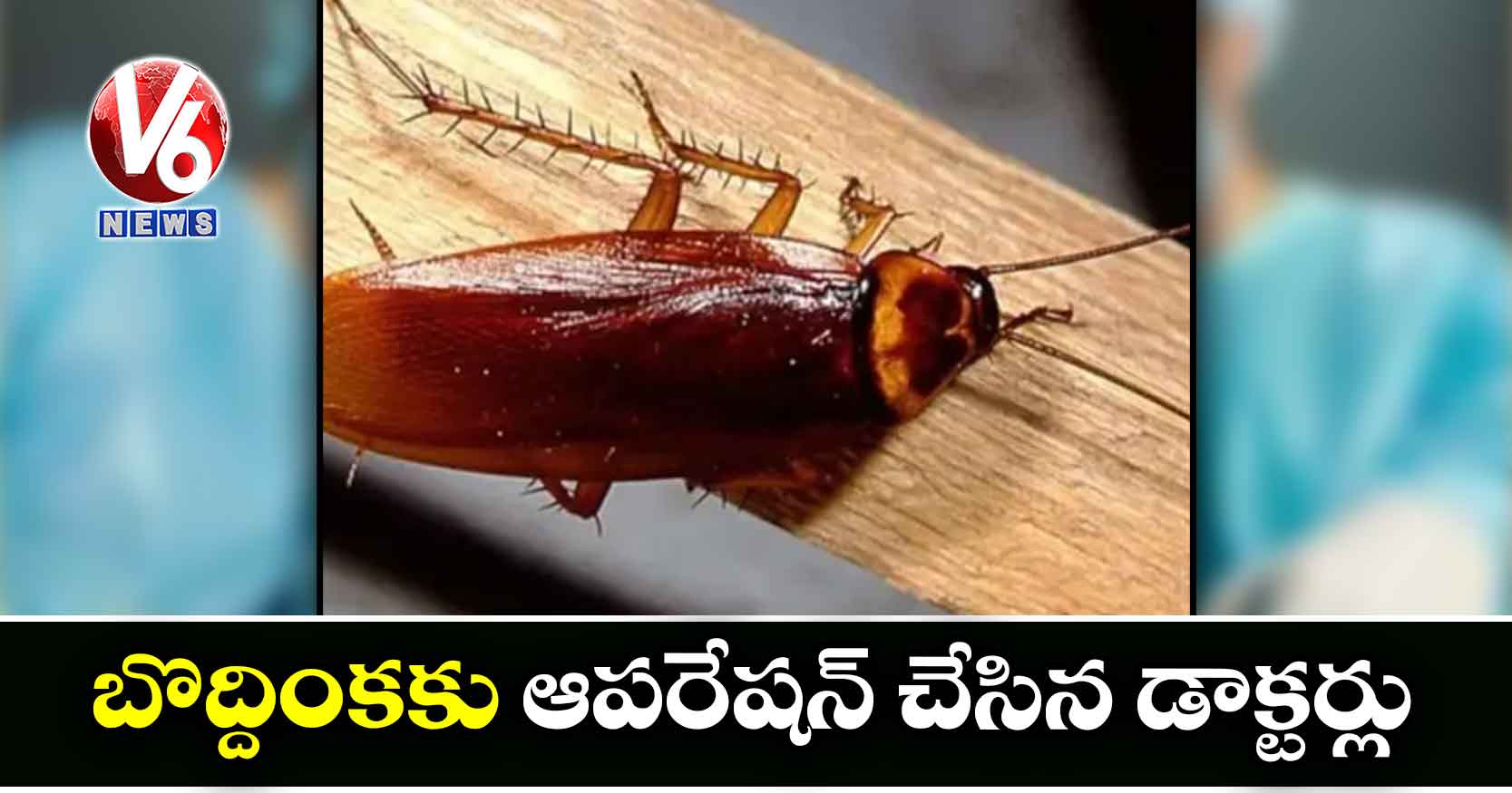 బొద్దింకకు ఆపరేషన్ చేసిన డాక్టర్లు