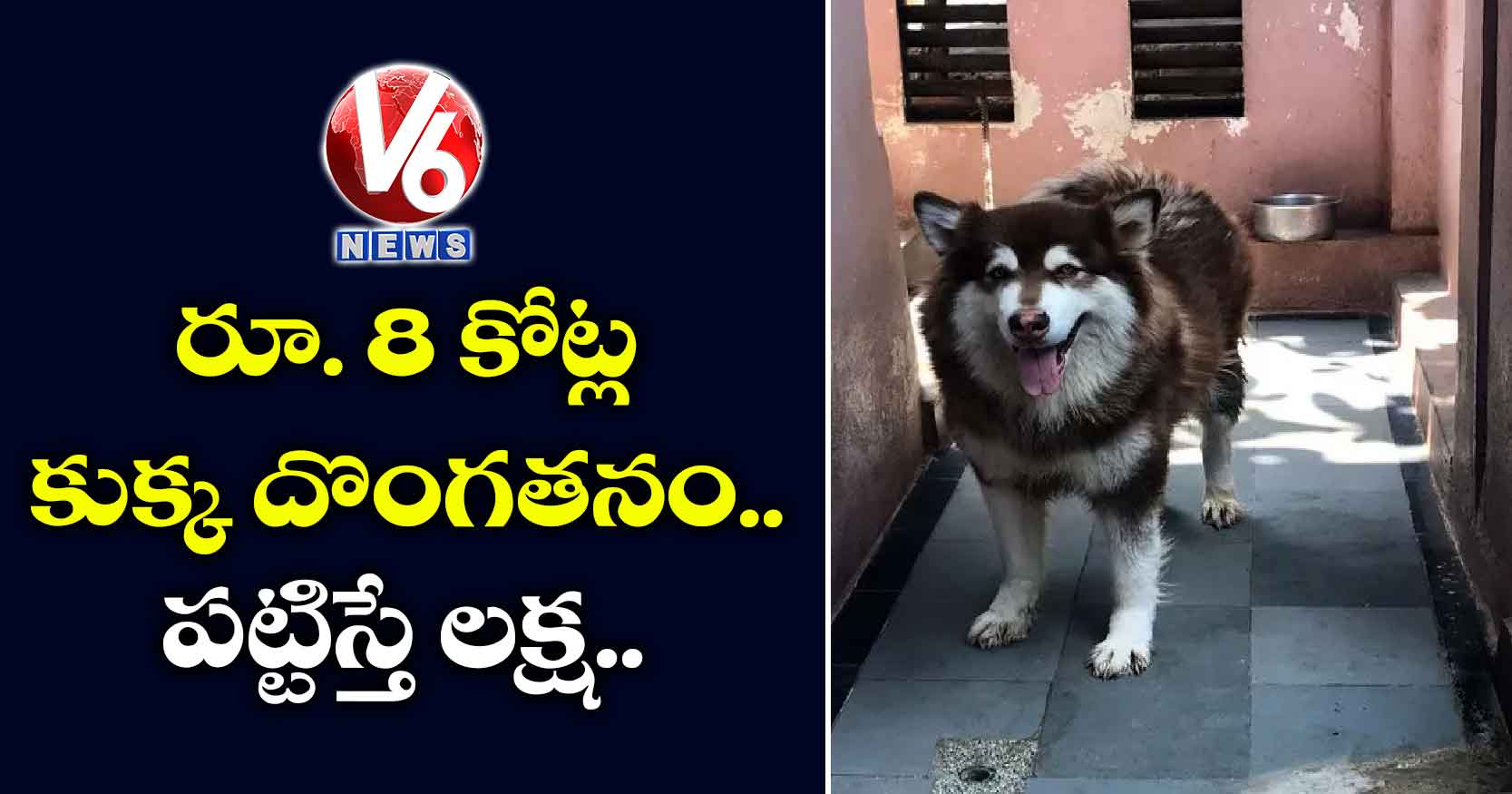 రూ. 8 కోట్ల కుక్క దొంగతనం.. పట్టిస్తే లక్ష..