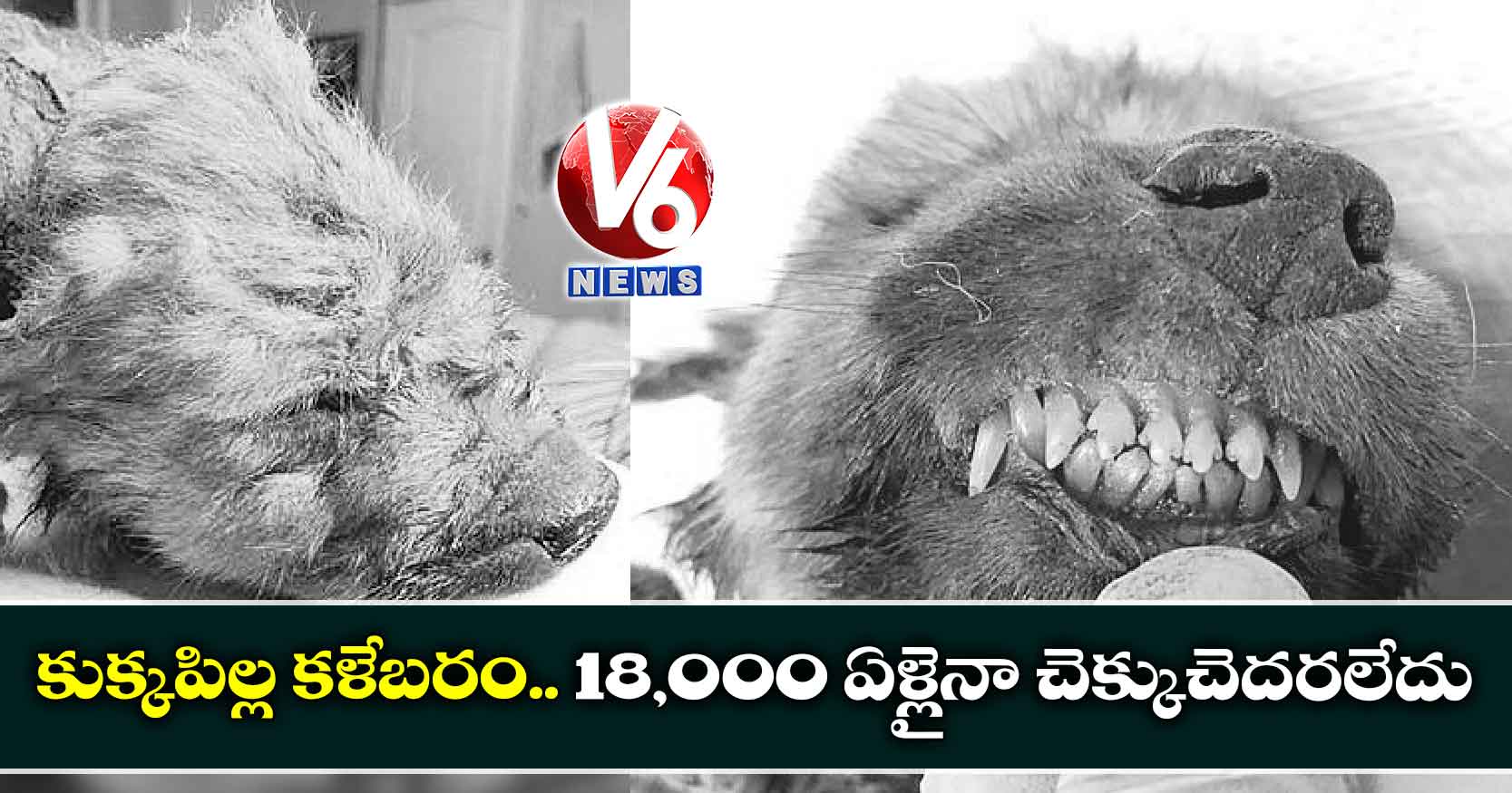 కుక్కపిల్ల కళేబరం..18,000 ఏళ్లైనా చెక్కుచెదరలేదు