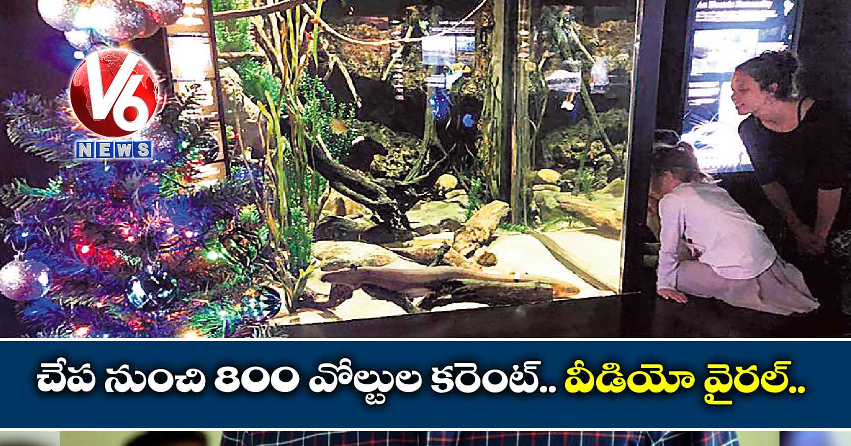 చేప నుంచి 800 వోల్టుల కరెంట్.. వీడియో వైరల్…