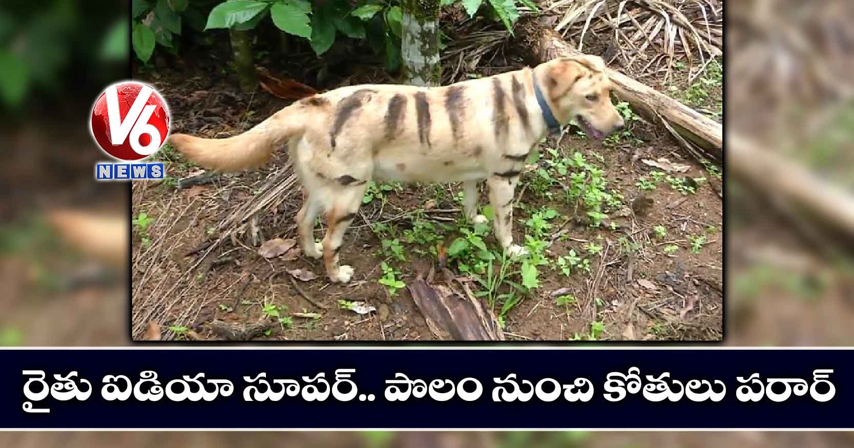 రైతు ఐడియా సూపర్.. పొలం నుంచి కోతులు పరార్