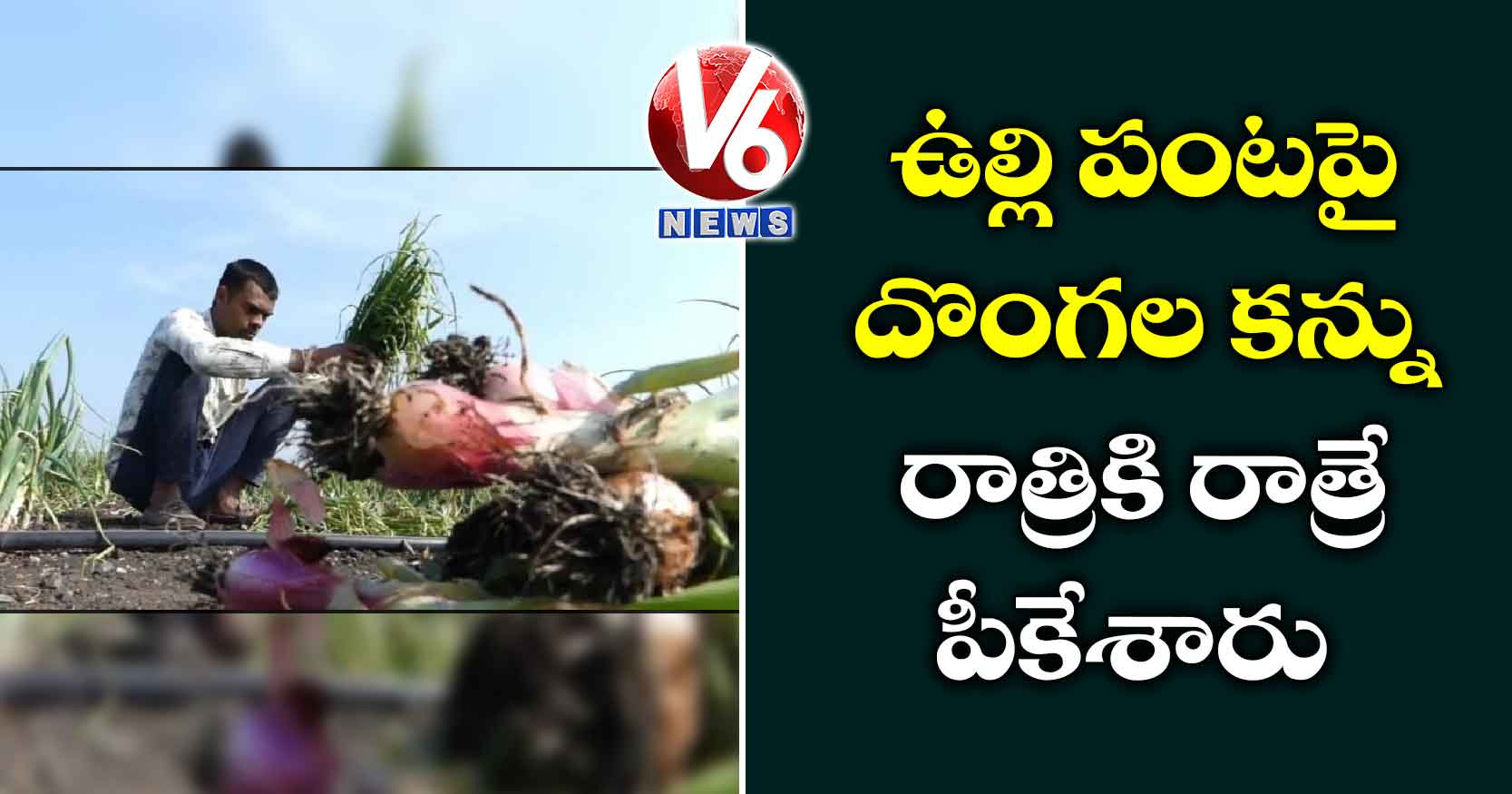 ఉల్లి పంటపై దొంగల కన్ను: రాత్రికి రాత్రే పీకేశారు