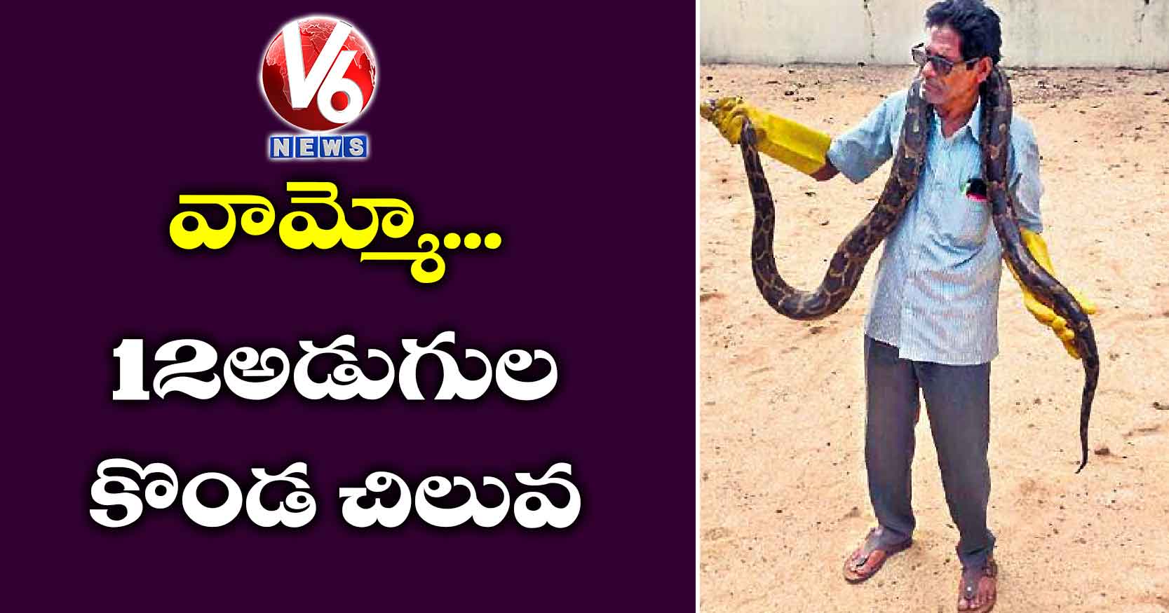 వామ్మో.. 12 అడుగుల కొండ చిలువ