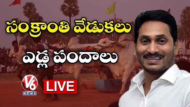 ఎడ్ల పందాలు లైవ్ | సంక్రాంతి సంబరాలు