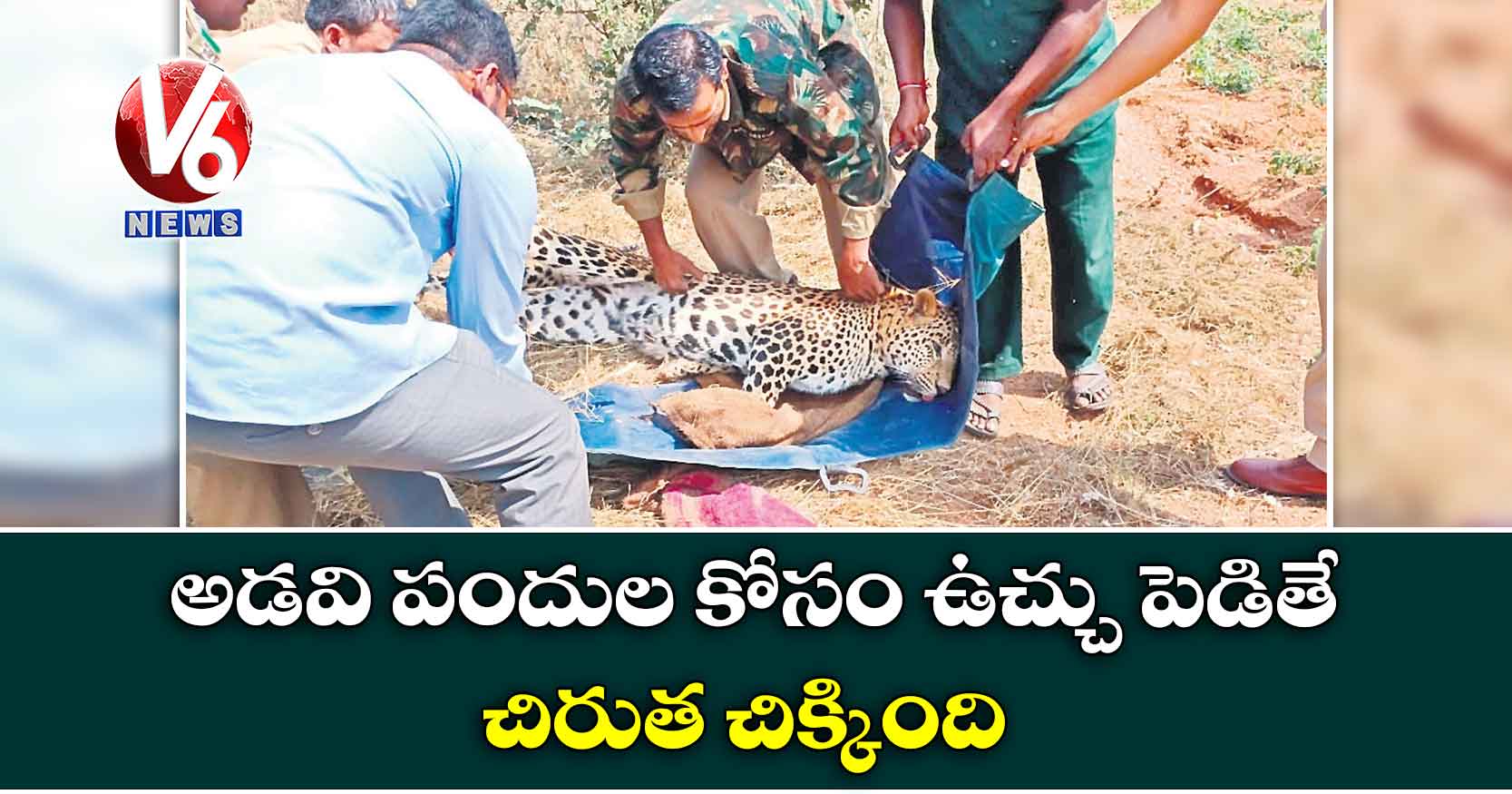 అడవి పందుల కోసం ఉచ్చు పెడితే చిరుత చిక్కింది