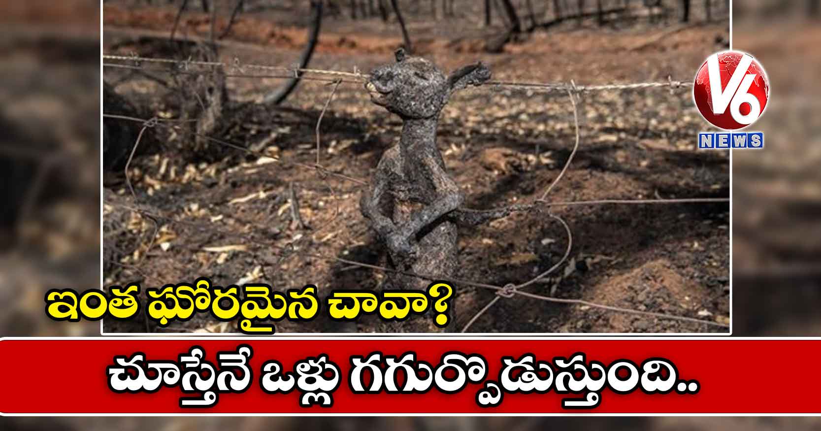 ఇంత ఘోరమైన చావా? చూస్తేనే ఒళ్లు గగుర్పొడుస్తుంది..