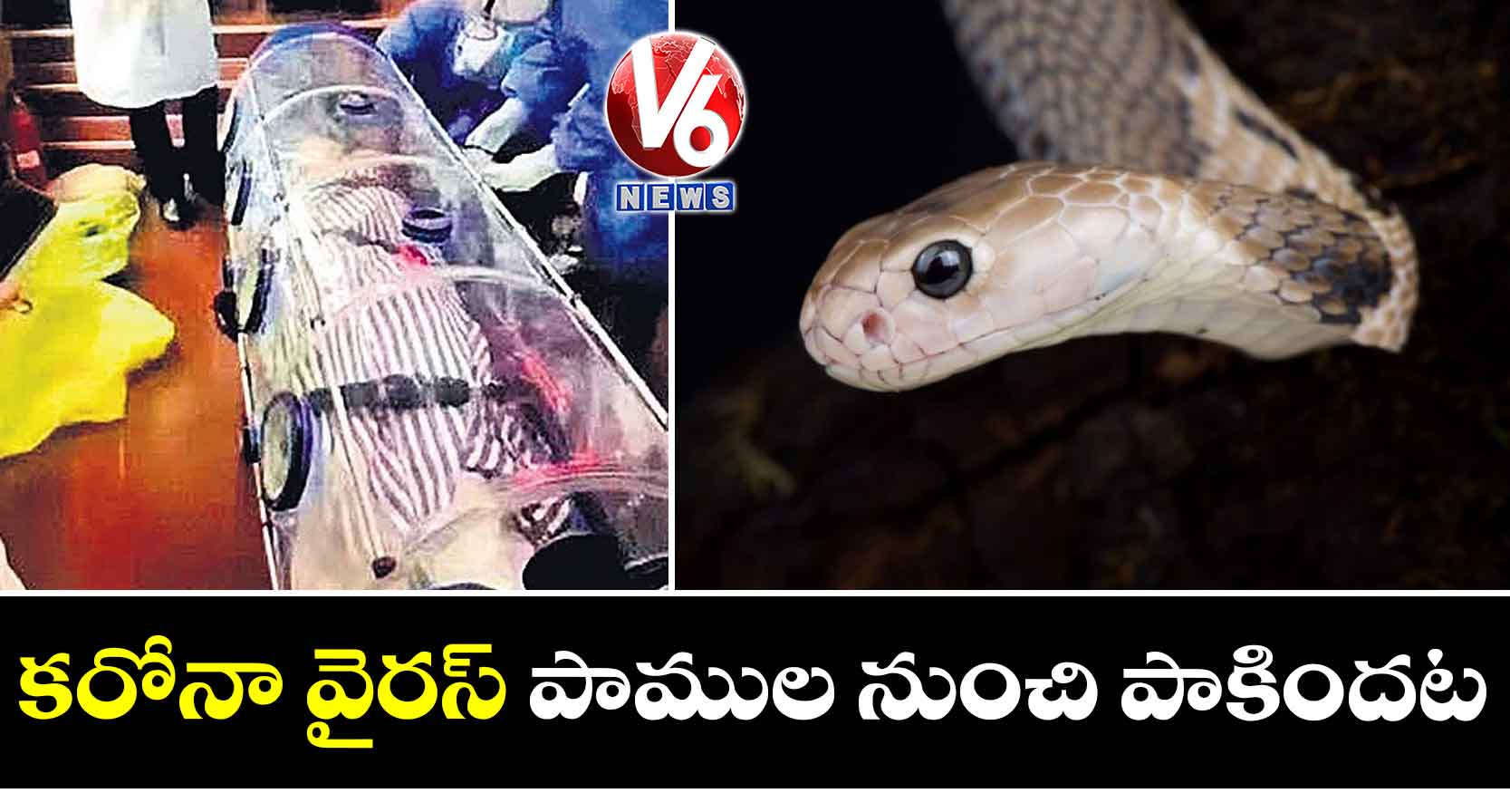 కరోనా వైరస్ పాముల నుంచి పాకిందట