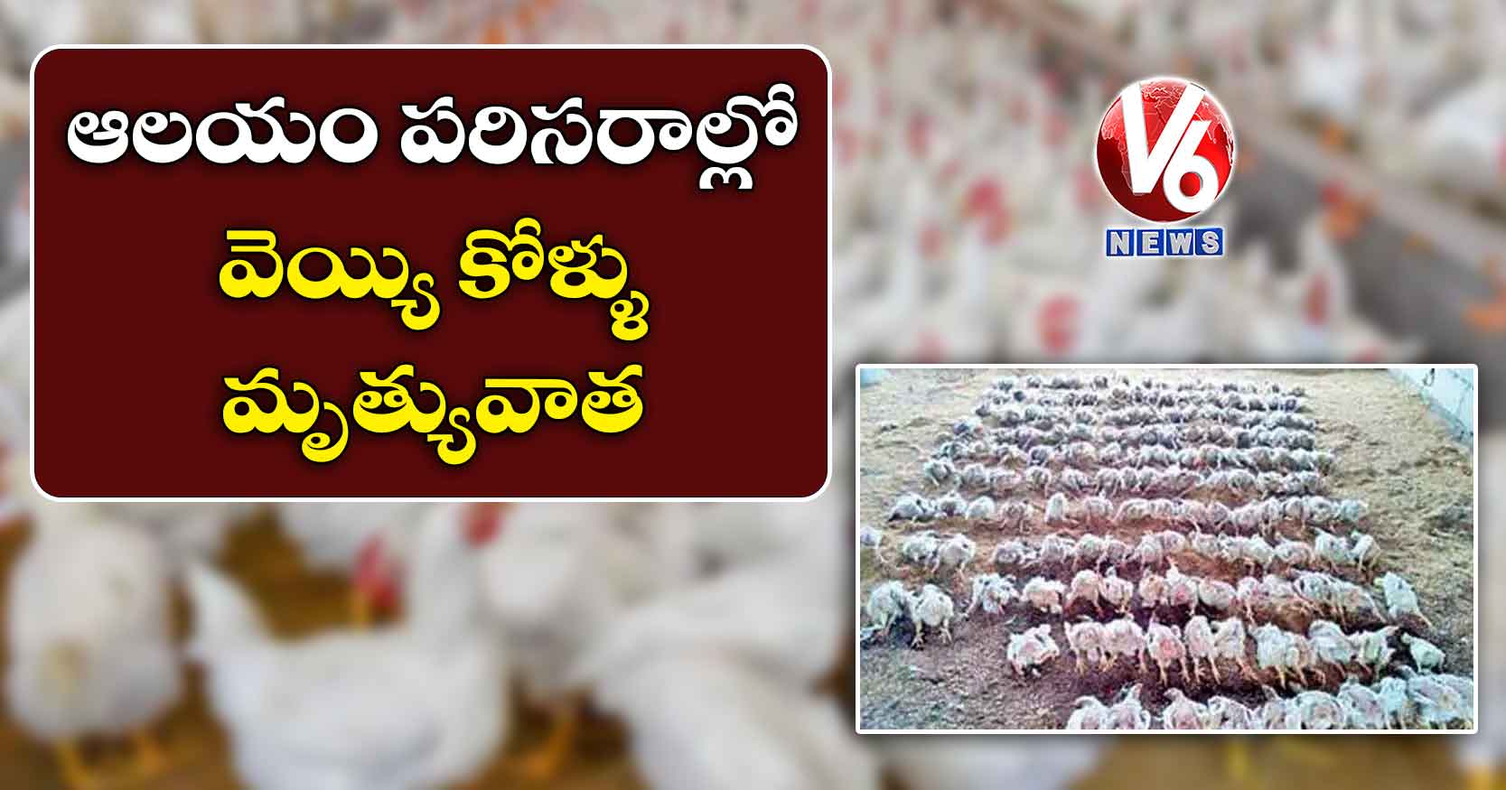 ఆలయం పరిసరాల్లో వెయ్యి కోళ్ళు మృత్యువాత