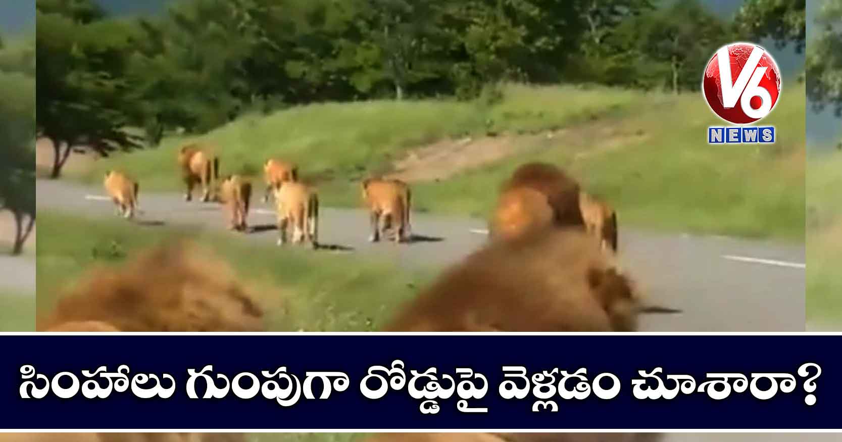 సింహాలు గుంపుగా రోడ్డుపై వెళ్లడం చూశారా?