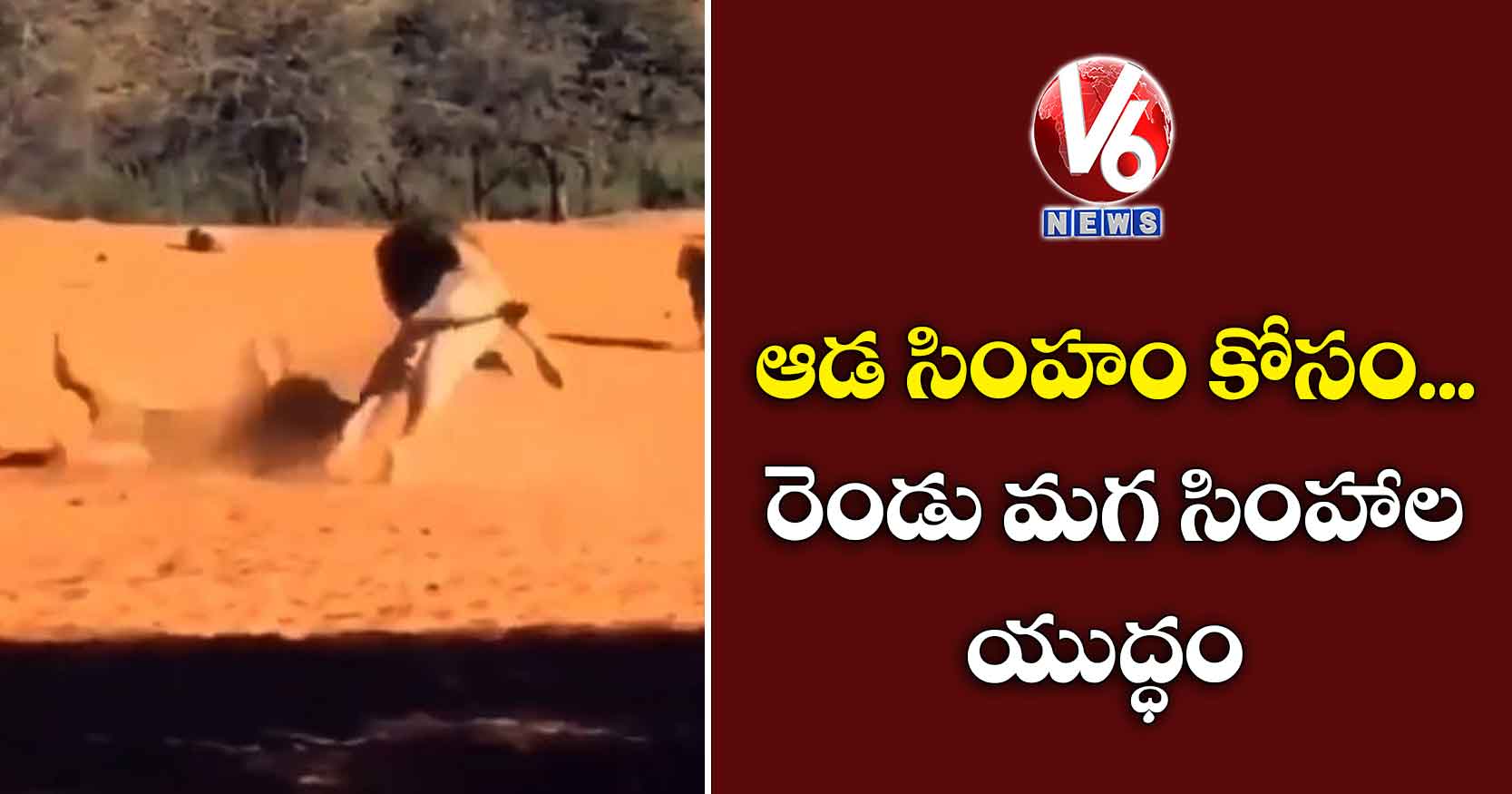 ఆడ సింహం కోసం.. రెండు మగ సింహాల యుద్ధం: వీడియో