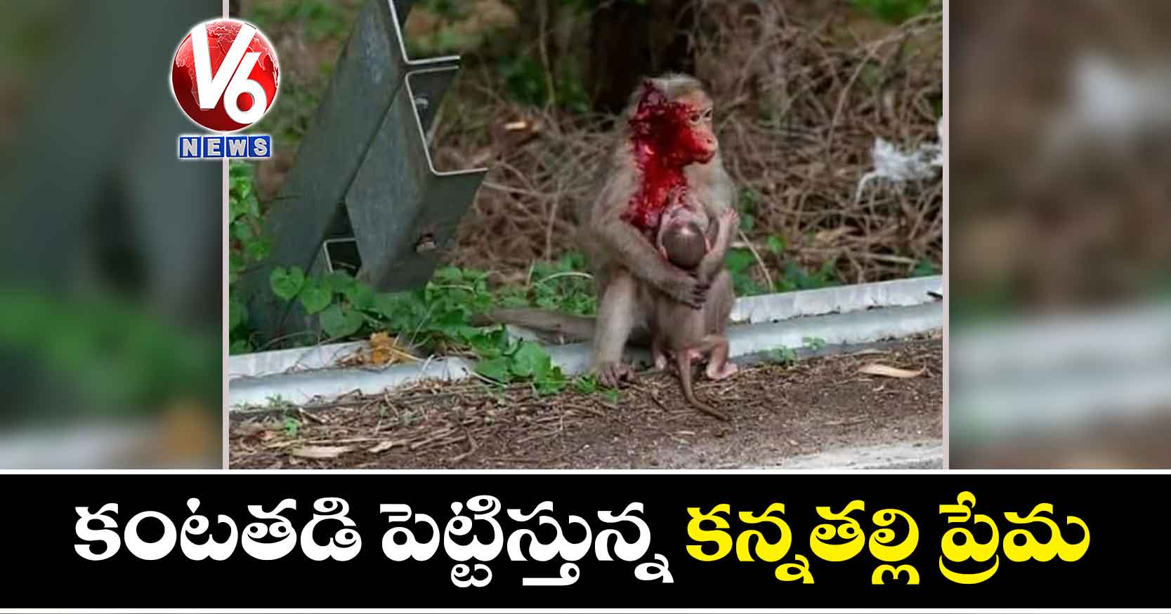 కంటతడి పెట్టిస్తున్న కన్నతల్లి ప్రేమ