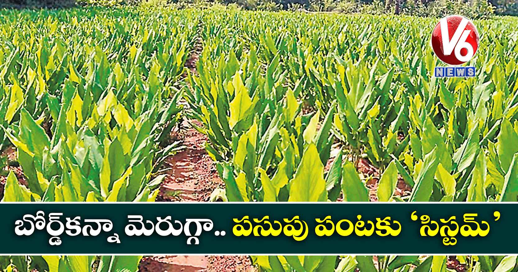 బోర్డ్కన్నా మెరుగ్గా.. పసుపు పంటకు ‘సిస్టమ్’