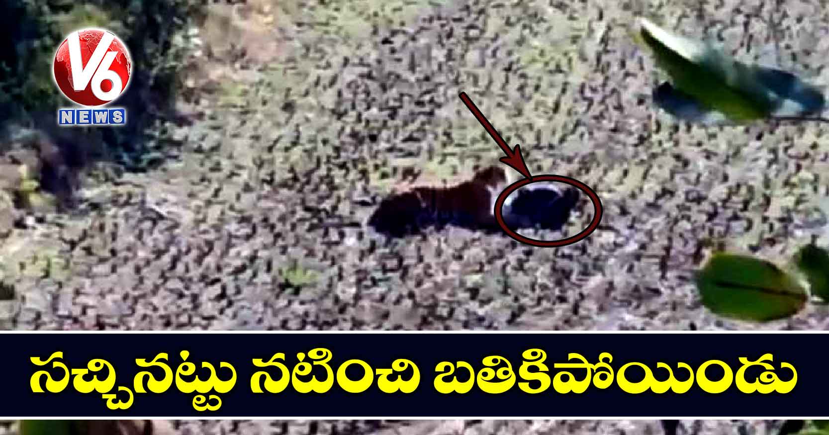 సచ్చినట్టు నటించి బతికిపోయిండు