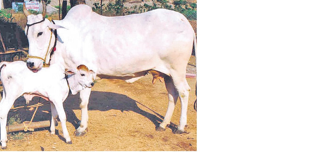 ఆవు మూత్రం, పెండతో మందుల తయారీ!