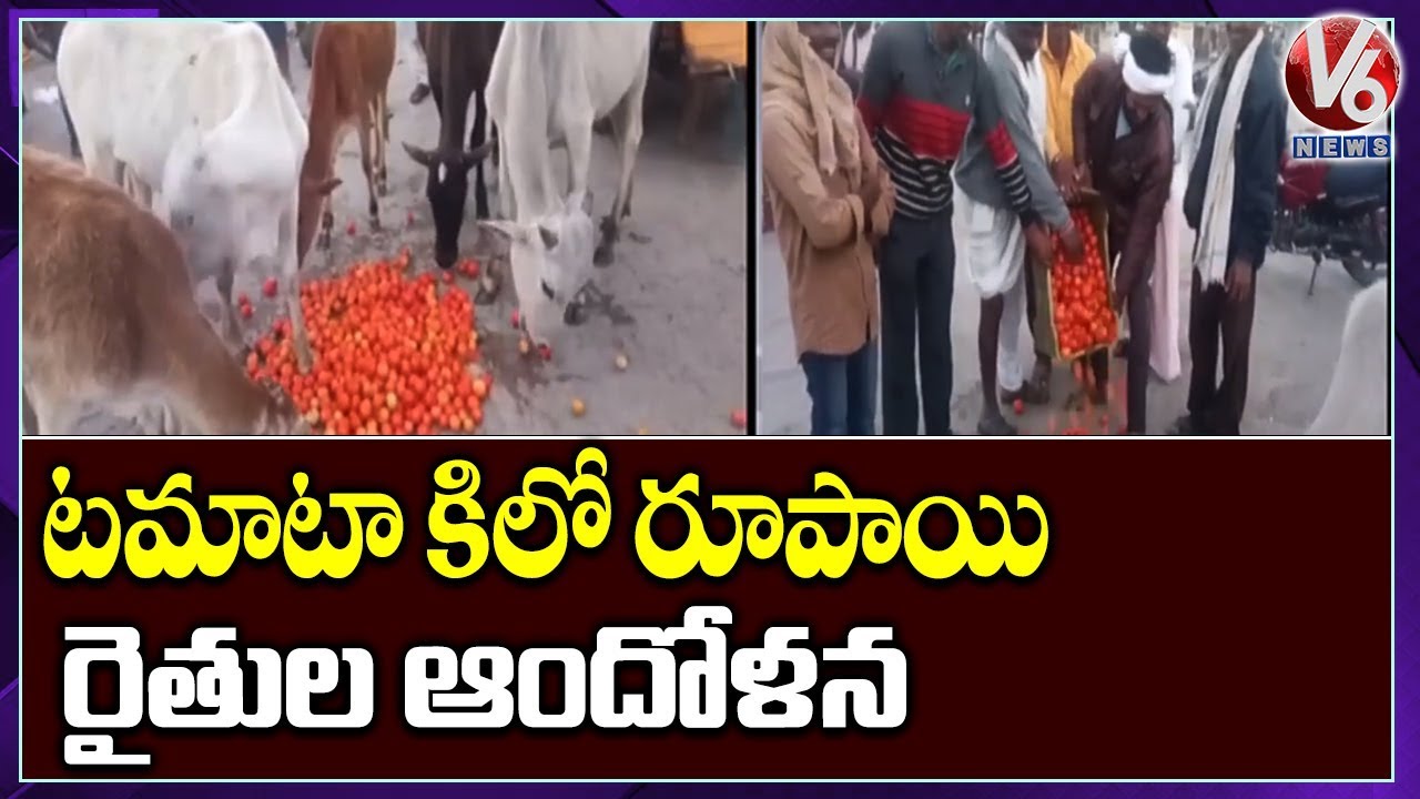 Tomato Prices Fall to Rs 1 per kg, Farmers Protest At Market yard