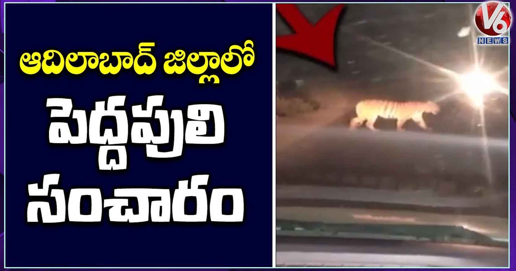 ఆదిలాబాద్‌లో పెద్దపులి సంచారం