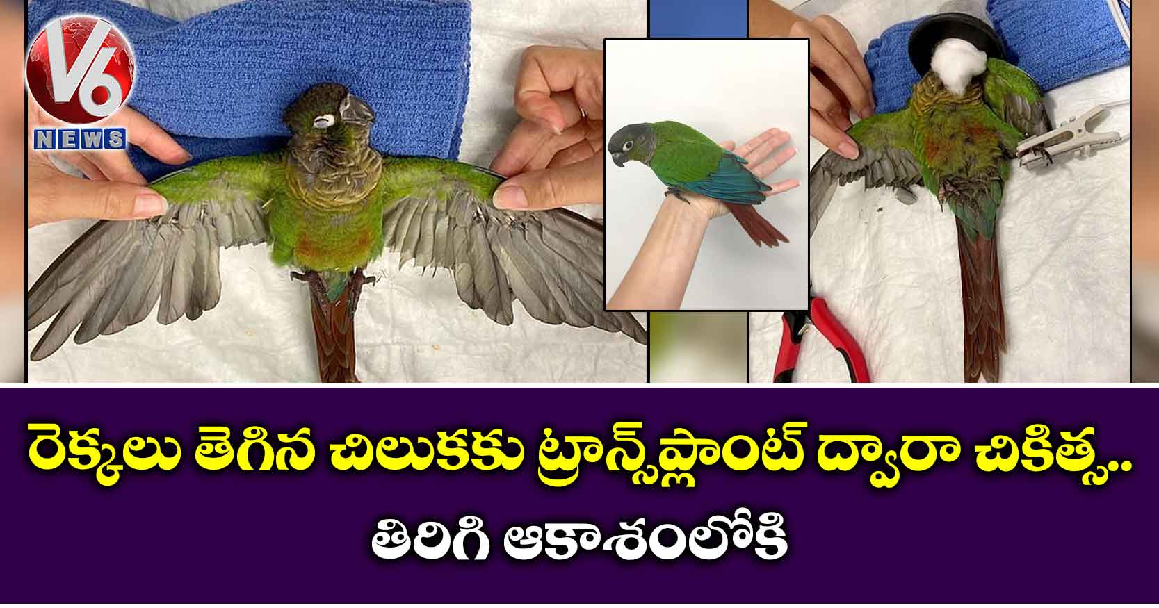 రెక్కలు తెగిన చిలుకకు ట్రాన్స్ప్లాంట్ ద్వారా చికిత్స .. తిరిగి ఆకాశంలోకి