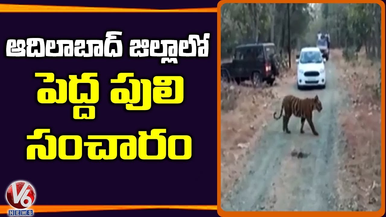 Tiger Wandering In Tamsi K Village | Adilabad