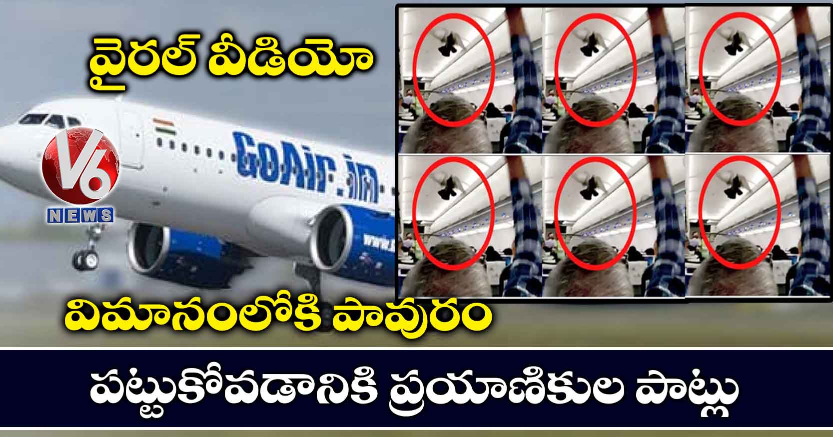 వైరల్ వీడియో: విమానంలోకి పావురం.. పట్టుకోవడానికి ప్రయాణికుల పాట్లు