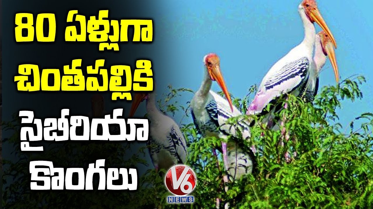 Siberian Birds 80 Years Relationship With Chintapalli In Khammam