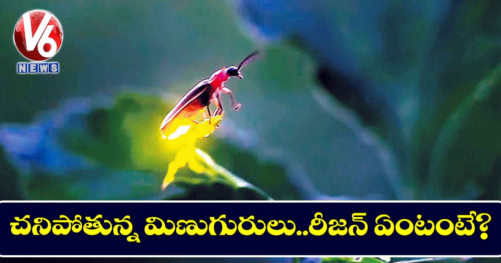 చనిపోతున్న మిణుగురులు..రీజన్ ఏంటంటే.?