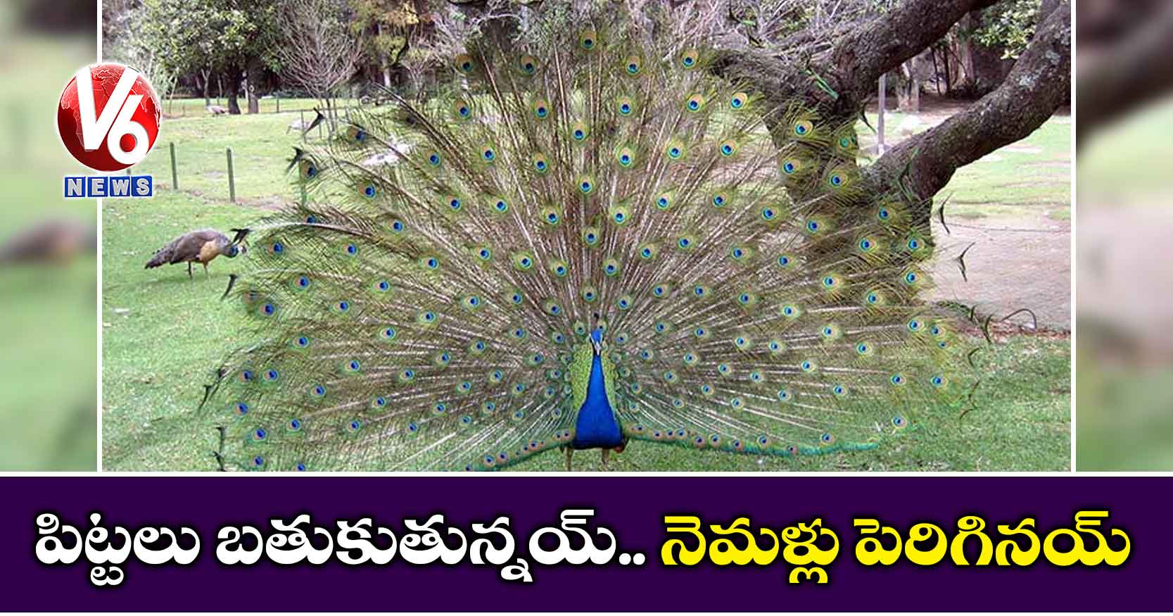 పిట్టలు బతుకుతున్నయ్.. నెమళ్లు పెరిగినయ్