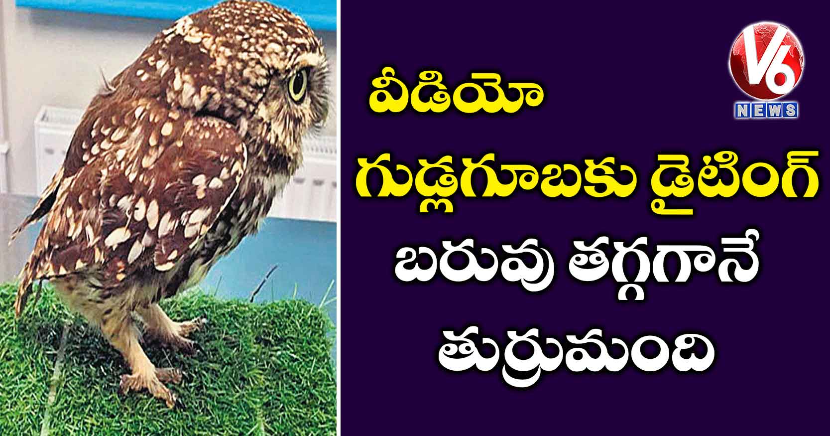 వీడియో: గుడ్లగూబకు డైటింగ్.. బరువు తగ్గగానే తుర్రుమంది..