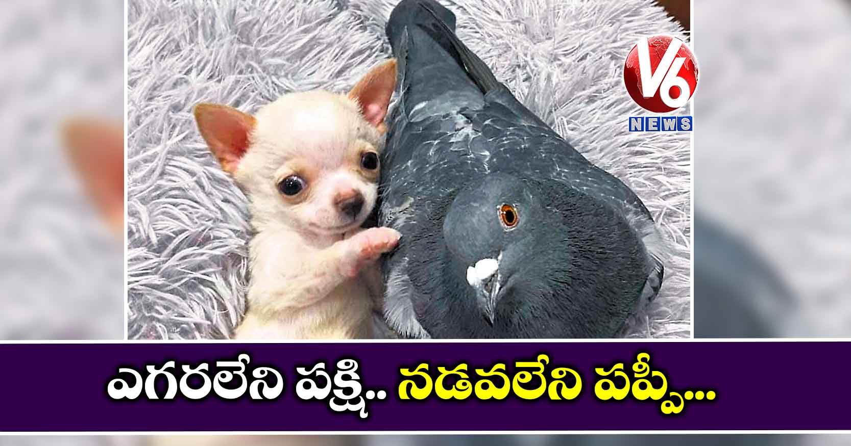 ఎగరలేని పక్షి.. నడవలేని పప్పీ..