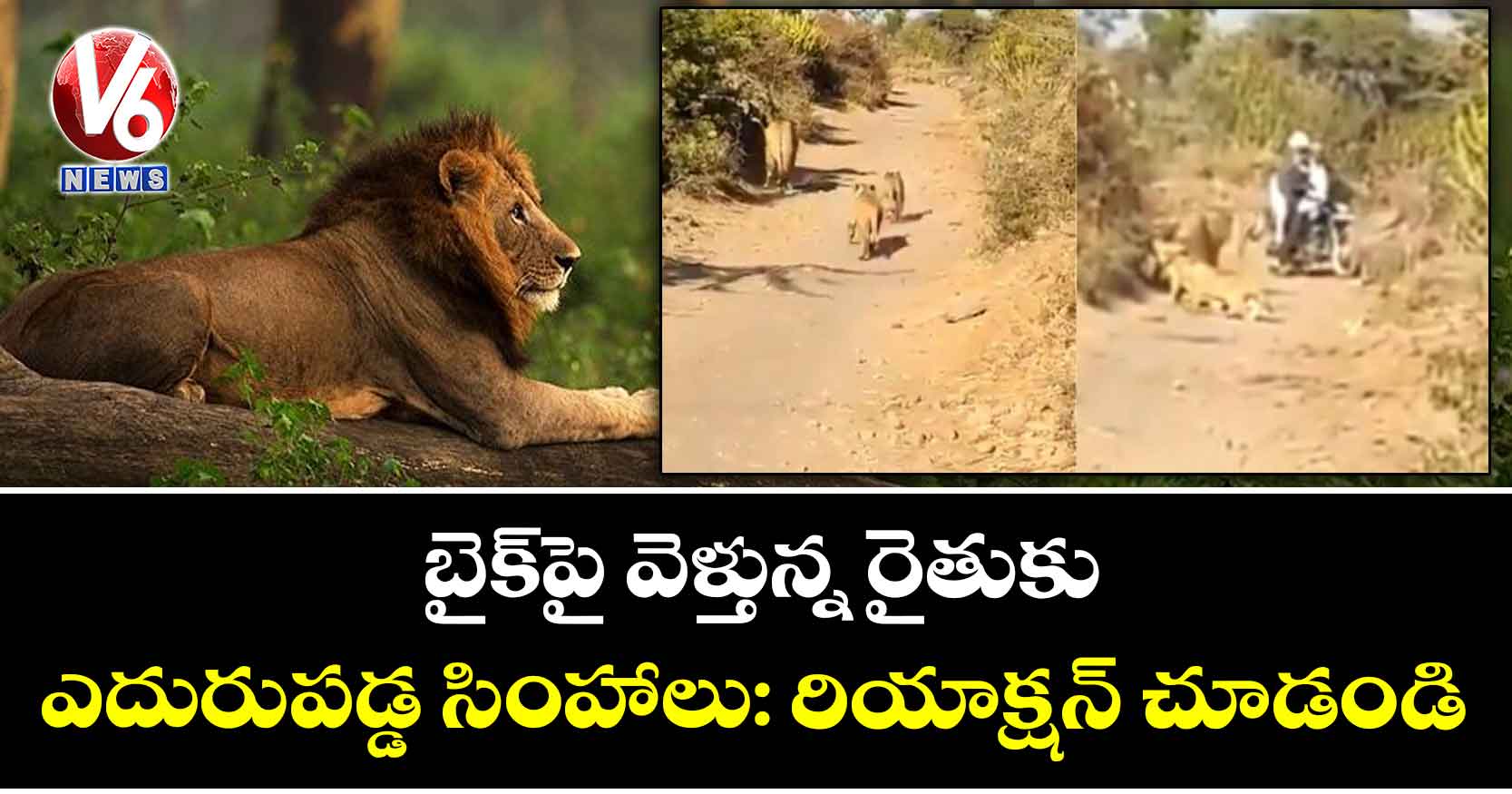 బైక్పై వెళ్తున్న రైతుకు ఎదురుపడ్డ సింహాలు: రియాక్షన్ చూడండి