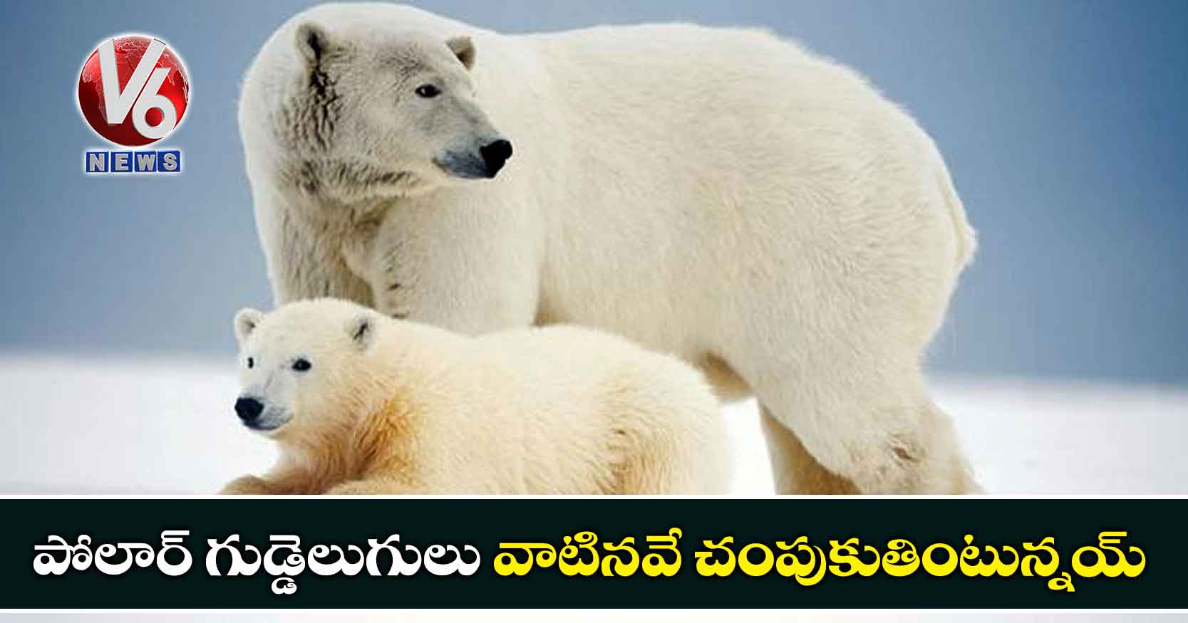 పోలార్‌‌ గుడ్డెలుగులు వాటినవే చంపుకుతింటున్నయ్‌‌‌‌