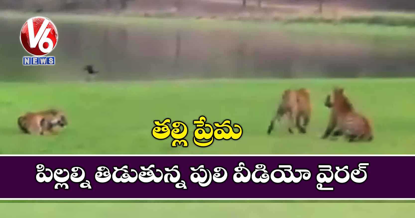 తల్లి ప్రేమ: పిల్లల్ని తిడుతున్న పులి వీడియో వైరల్