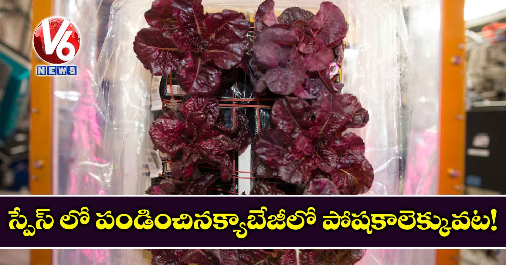 స్పేస్ లో పండించినక్యాబేజీలో పోషకాలెక్కువట!