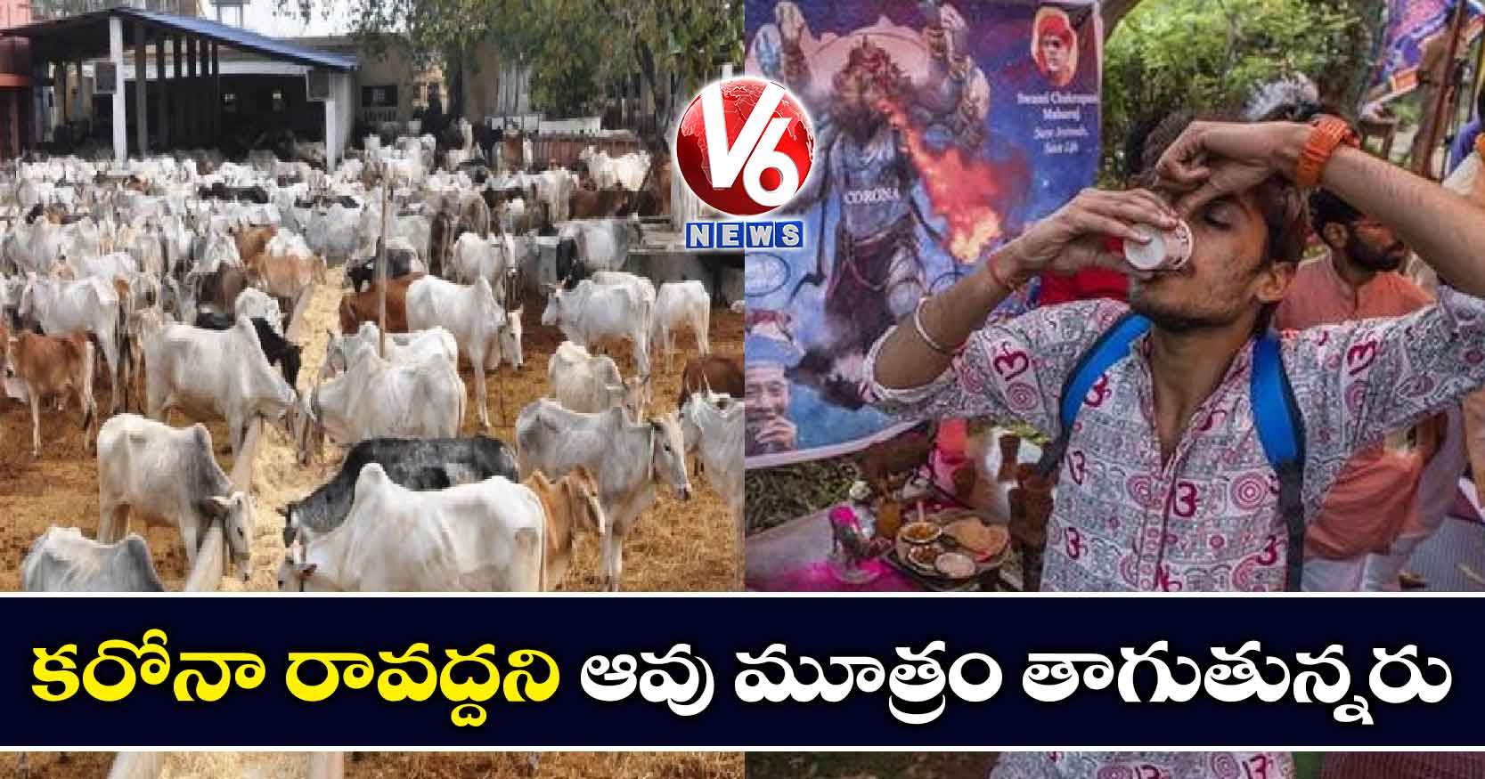 కరోనా రావద్దని ఆవు మూత్రం తాగుతున్నరు