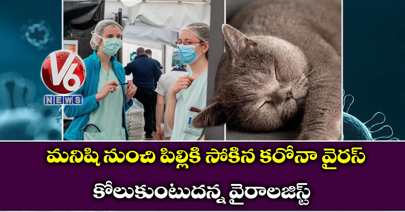 మనిషి నుంచి పిల్లికి సోకిన కరోనా వైరస్ : కోలుకుంటుదన్న వైరాలజిస్ట్