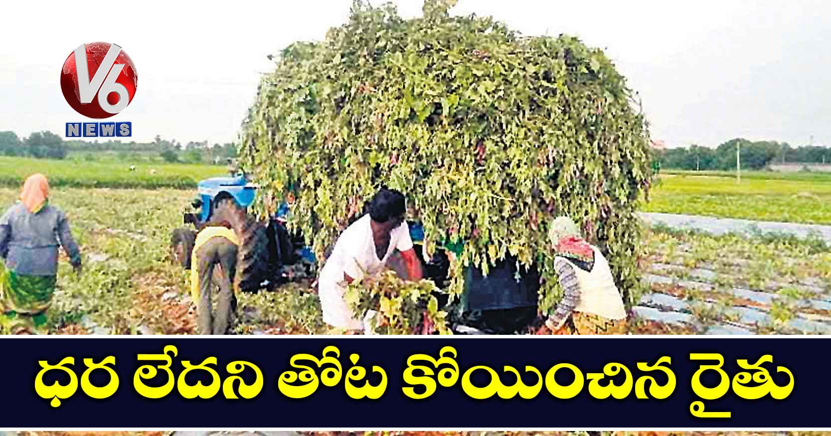 ధర లేదని తోట కోయించిన రైతు