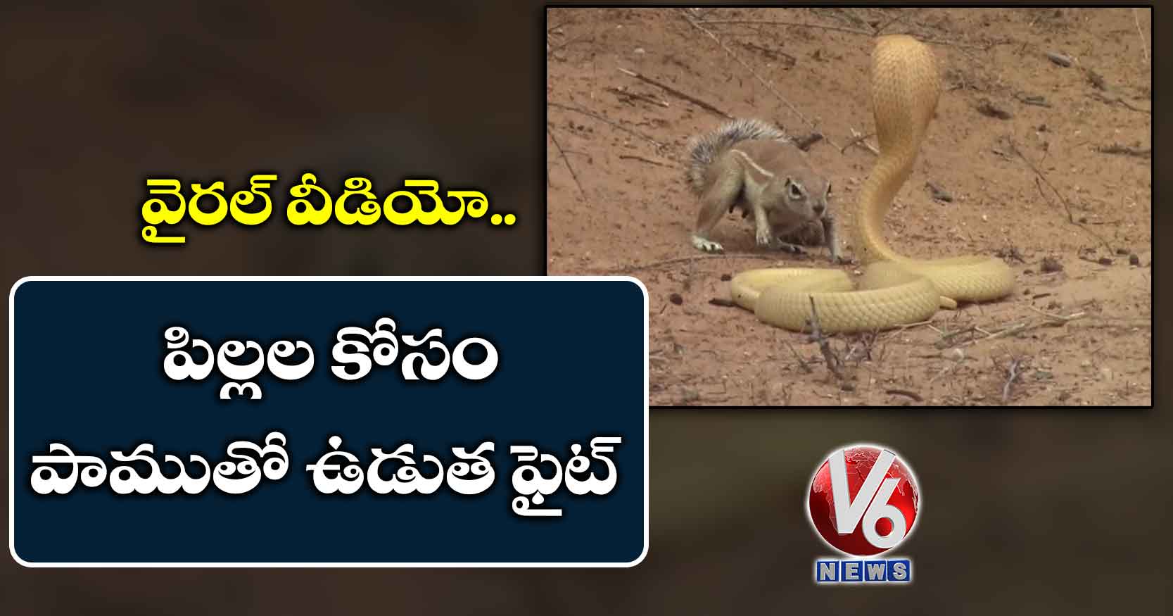 పిల్లల కోసం పాముతో ఉడుత ఫైట్ : వైరల్ వీడియో