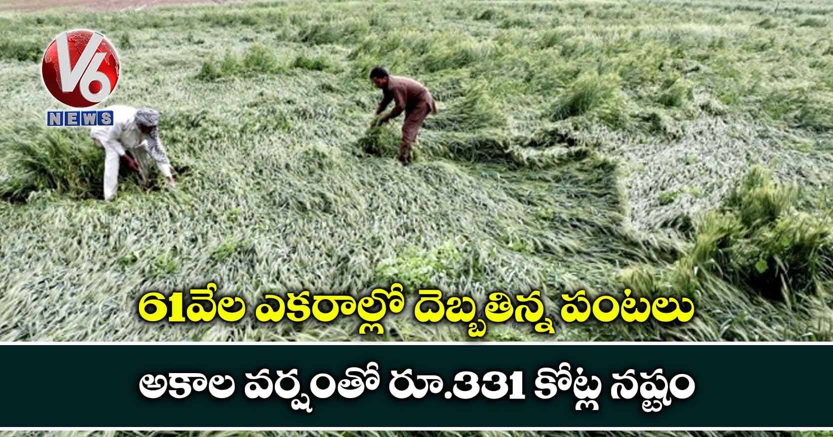 61వేల ఎకరాల్లో దెబ్బతిన్న పంటలు.. అకాల వర్షంతో రూ.331 కోట్ల నష్టం