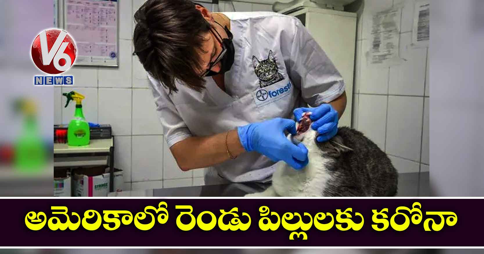 అమెరికాలో రెండు పిల్లులకు కరోనా