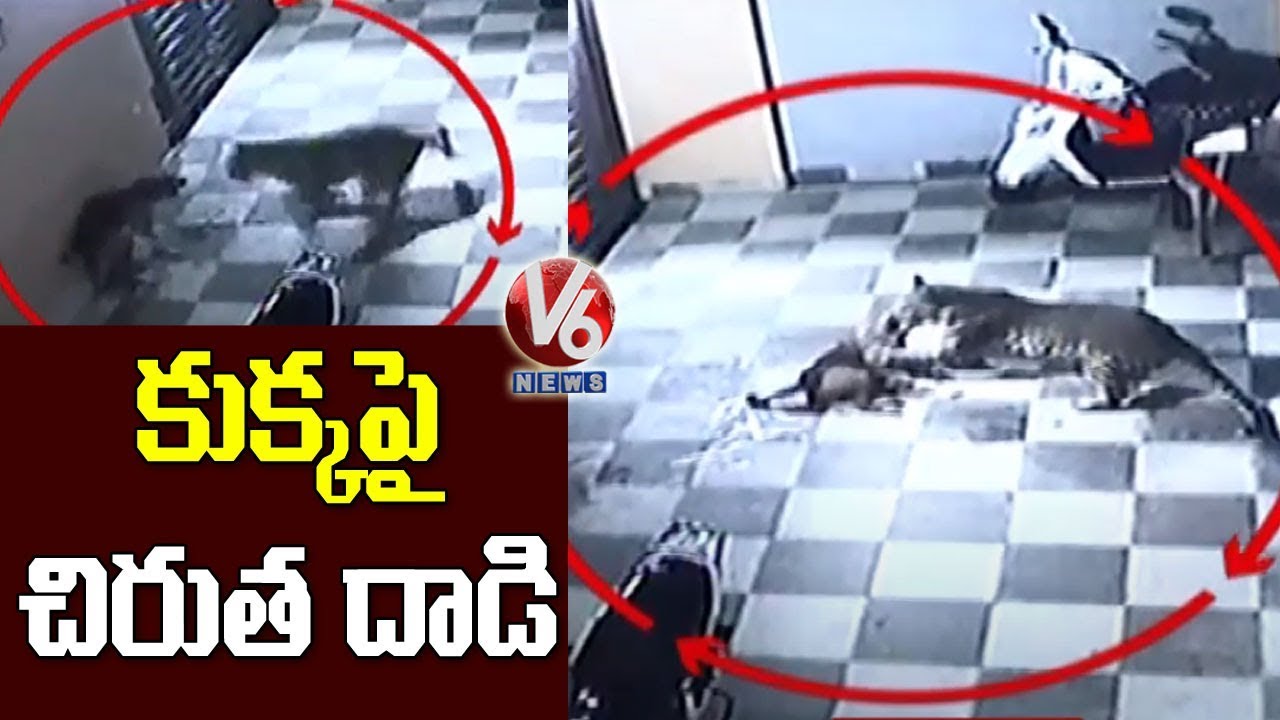 CCTV Visuals : Leopard Enters Bungalow In Gujarat, Attacks Pet Dog