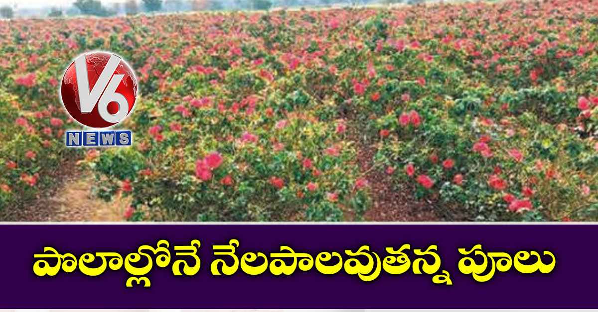 పొలాల్లోనే నేలపాలవుతన్న పూలు