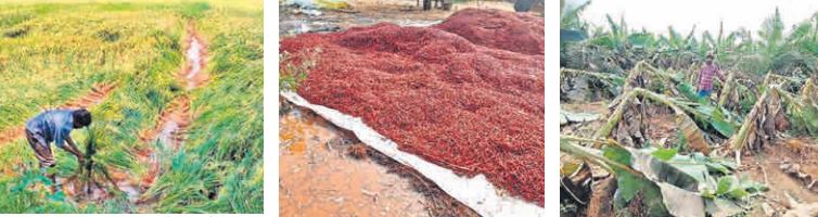 అకాల వర్షంతో అన్నదాతకు అపార నష్టం