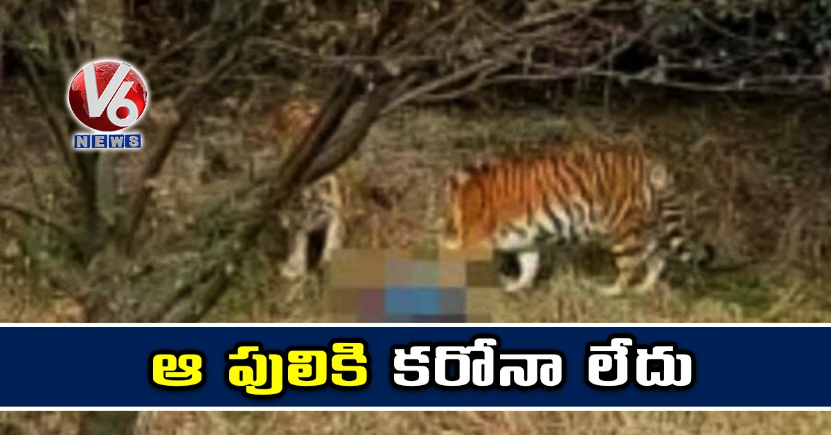 ఆ పులికి కరోనా లేదు