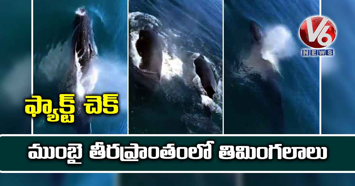 ఫ్యాక్ట్ చెక్: ముంబై తీరప్రాంతంలో తిమింగలాలు