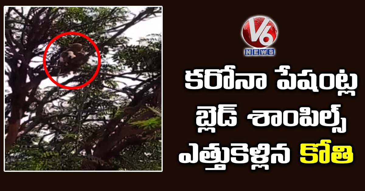 వీడియో: కరోనా పేషంట్ల బ్లెడ్ శాంపిల్స్ ఎత్తుకెళ్లిన కోతి