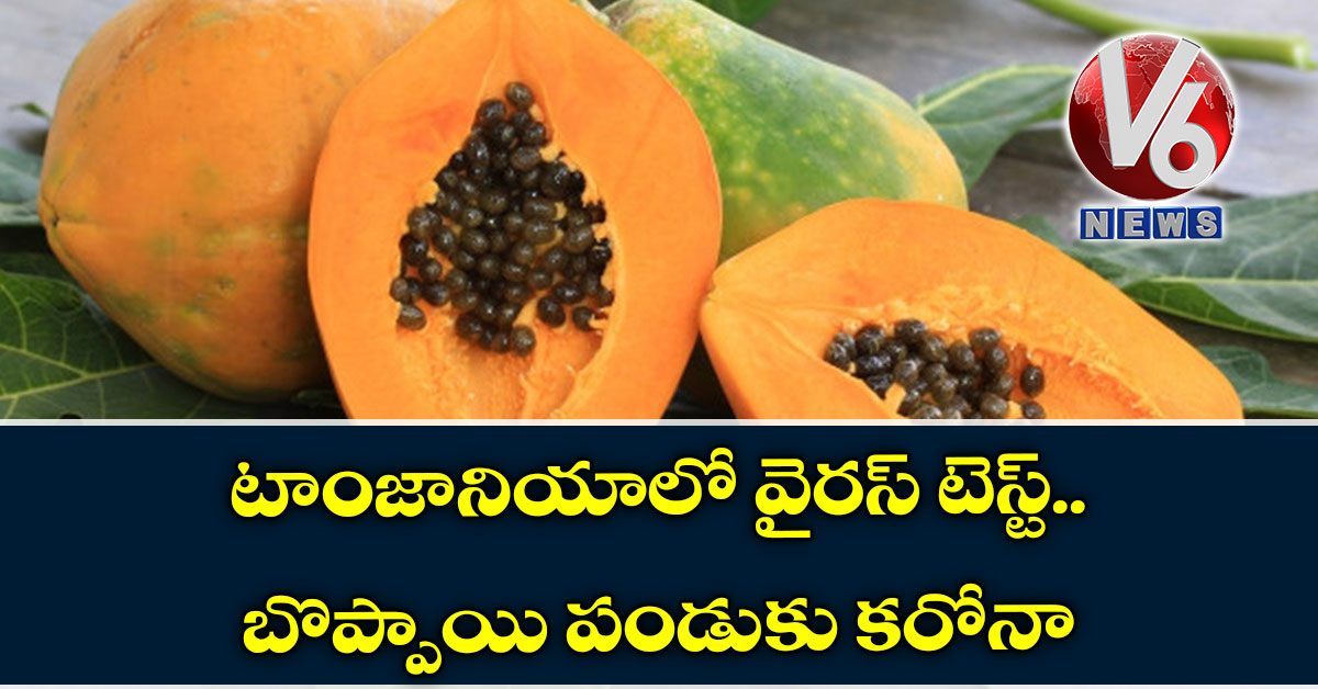 టాంజానియాలో వైరస్ టెస్ట్.. బొప్పాయి పండుకు కరోనా
