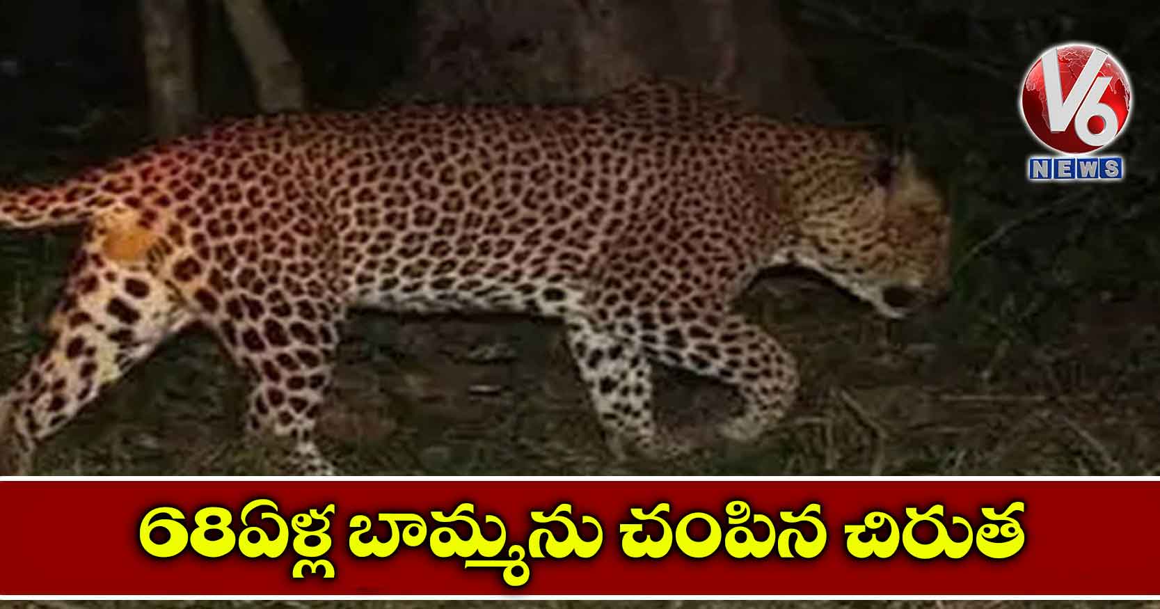 68 ఏళ్ల బామ్మను చంపిన చిరుత