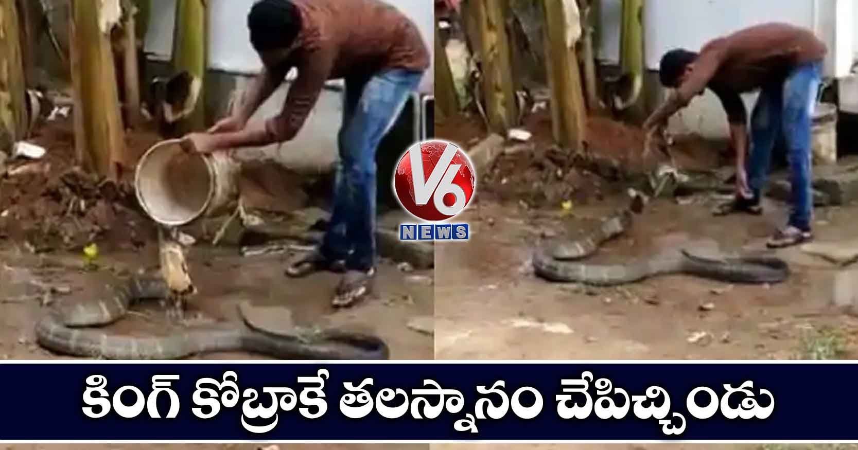 కింగ్ కోబ్రాకే తలస్నానం చేపిచ్చిండు