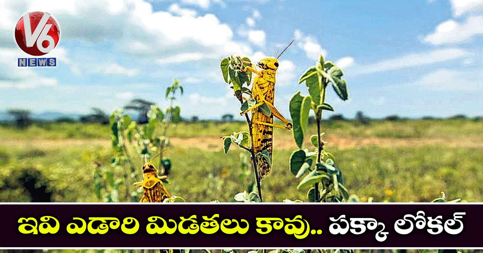 ఇవి ఎడారి మిడతలు కావు.. పక్కా లోకల్